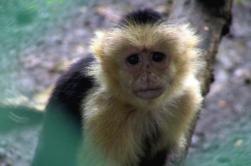 03-sad-monkey
